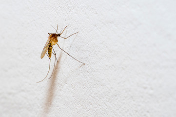 A mosquito with a protruding proboscis sits on a white wall. Text space