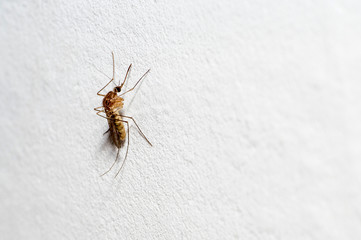 A mosquito with a protruding proboscis sits on a white wall. Text space