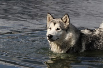 Alaskan Malamute