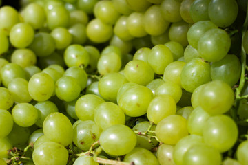 Fresh white grapes in the market. Raw material to make sweet white wine.