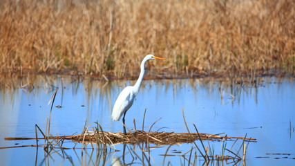 Snow white egret in the middle of lake