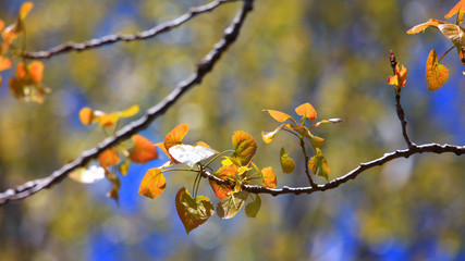 Close up shot of sweet birch leaves