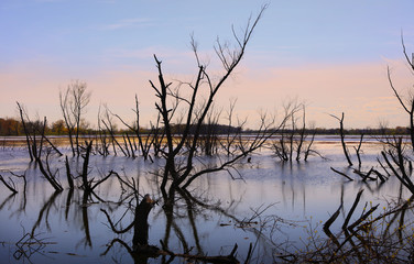 Trees in the lake under evening light