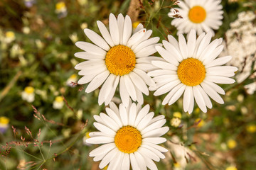 White Daisy Flowers on Green Meadow Field. Nature and Gardening Concept.