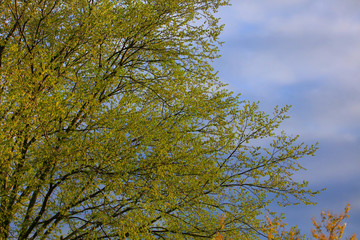Fresh leaves on tree during spring time