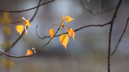 Close up shot of sweet birch leaves