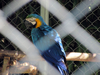 Blue and yellow Macaw parrot (Ara ararauna) in the zoo