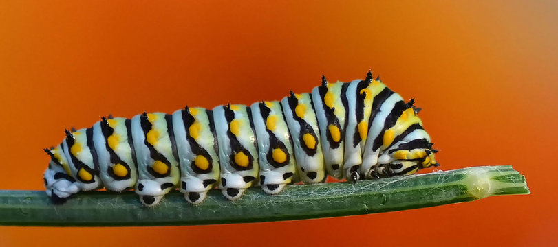 Caterpillar on Dill