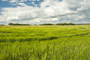 Obraz premium Green barley field, horizon and clouds on blue sky