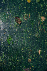 abstract nature background with leaves