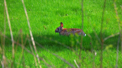 Brown bunny in the meadow
