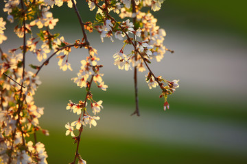Close up shot of apple blossom