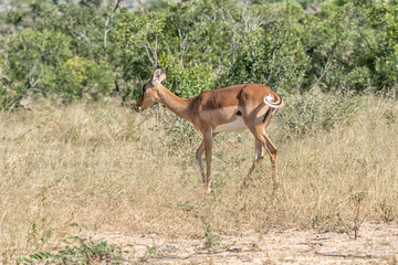 Side view of impala, showing the detail of its tail