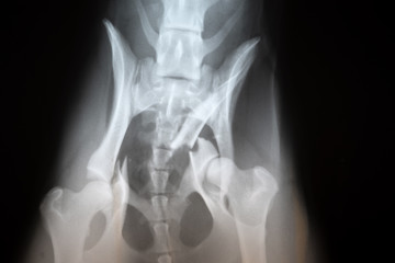 X-ray image of broken hip in a dog .