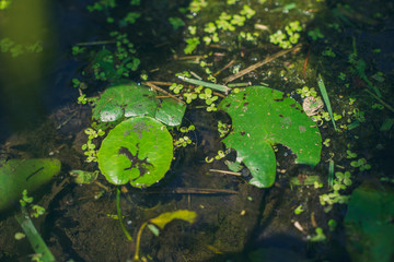 lotus leaves in water