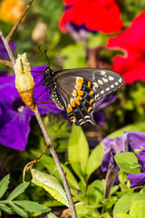 Eastern Black Swallowtail Butterfly (Papilio polyxenes)