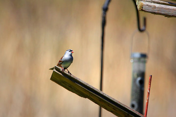 White crowned sparrow on the bird house