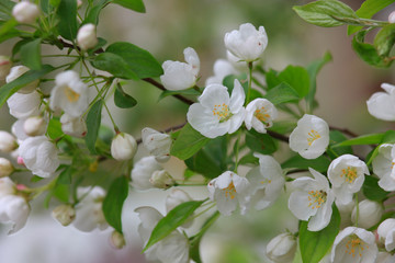 Close up shot of apple blossom