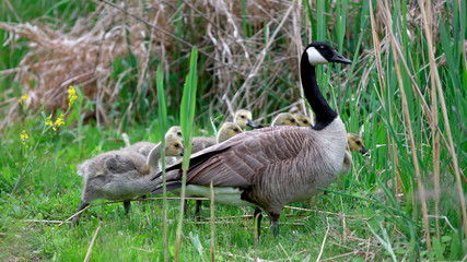 Canadian Goose and Goslings by the pond