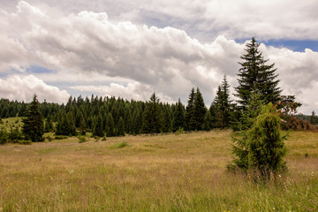 Tara National Park. Woodland Pine Trees Forest Landscape.