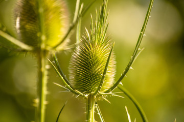 Green wild Teasel (Dipsacus fullonum) or thistle, spiky plant with thorn on a meadow