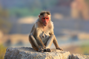 Monkey on the historic fort wall