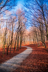 Autumn landscape in the forest