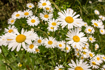 Nature and Gardening Concept. Wild White Daisy Flowers on Green Meadow. - 278249913