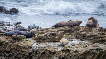 Naklejka premium Six Sea Lions Perched on a Rock by the Shore in San Diego, Napping while Waves Crash in the Background