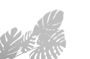 Summer background of shadows branch leaves on a white wall. White and Black for overlaying a photo or mockup © NataliaArkusha