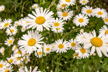 Nature and Gardening Concept. Wild White Daisy Flowers on Green Meadow.