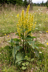Black Mullein Verbascum Nigrum Yellow Candle Flower - 278249969