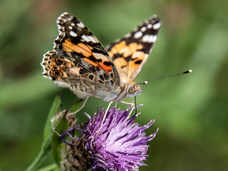 Motyl © Henryk Olszewski