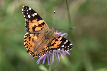 Motyl © Henryk Olszewski