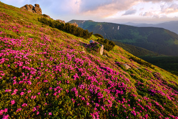 Fototapeta na wymiar Pink rose rhododendron flowers on morning summer mountain slope.