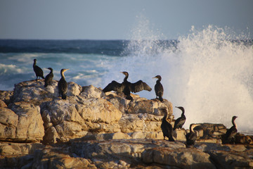 Obraz premium Cormorants on the rocks