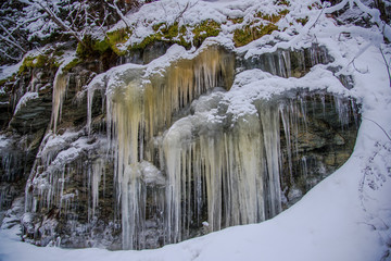 Icicles in the forest