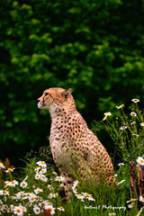 cheetah in grass © Antoni