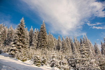 Snow trees in the cold winter