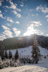 Snow trees in the cold winter