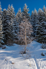 Snow trees in the cold winter