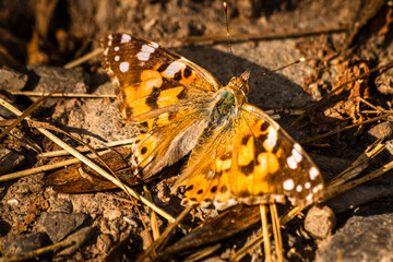 Colorful butterfly sitting on a forest footpath