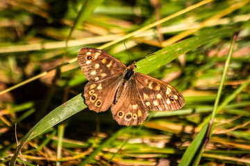 Colorful butterfly sitting on a forest footpath