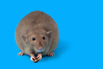 portrait of a domestic rat on blue background