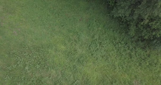 DRONE FLYING IN FOREST LOW HIGHT FAST SLOW ARIAL VIEW 