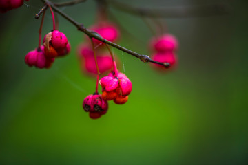 Obraz na płótnie Canvas Wild pink fruits in the forest