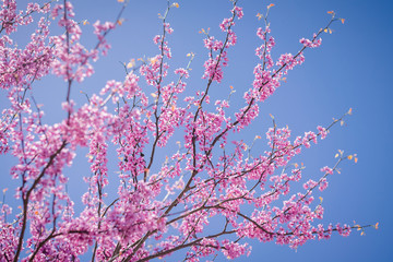 Flowering Tree in the Spring with Purple Blossoms Against a Blue Sky