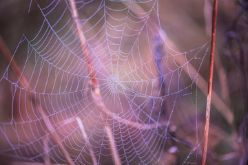 Spiderwebs on the morning