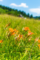 flowers in the field