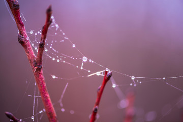 Spiderwebs on the morning